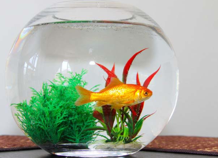 Vastu Aquarium