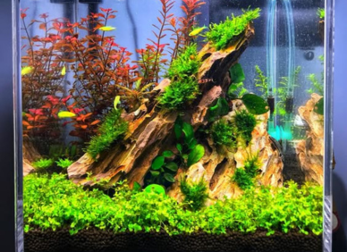 Vastu Aquarium In Gurgaon, Noida, Delhi NCR